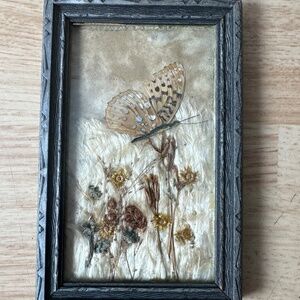 VINTAGE FRAMED TAXIDERMY BUTTERFLY MOTH & DRIED FLOWER DISPLAY GOTHIC 6.5" x 4"